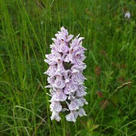 Dactylorhiza maculata Autre