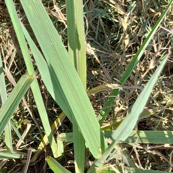 Paspalum urvillei Blad