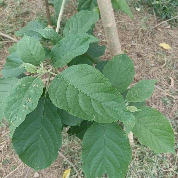 Solanum erianthum Leaf