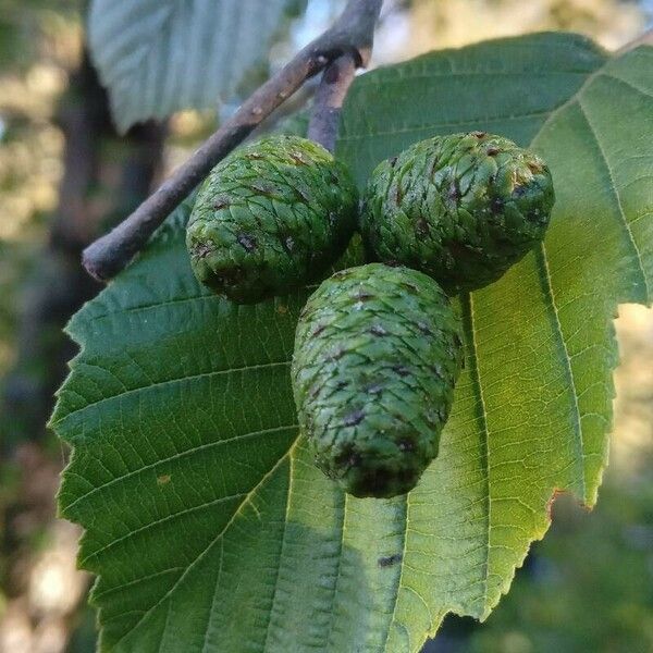 Alnus incana Ovoce