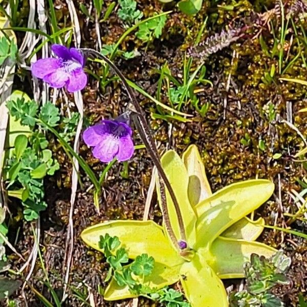 Pinguicula vulgaris Çiçek