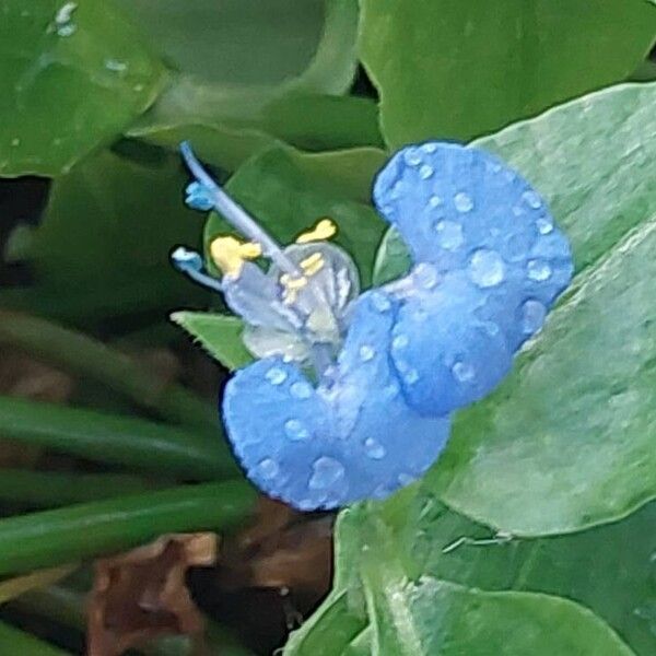 Commelina benghalensis 花