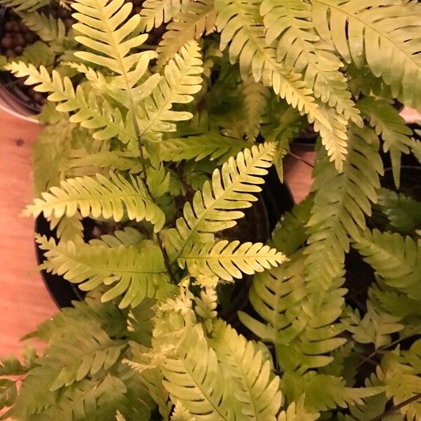 Pteris fauriei Blatt