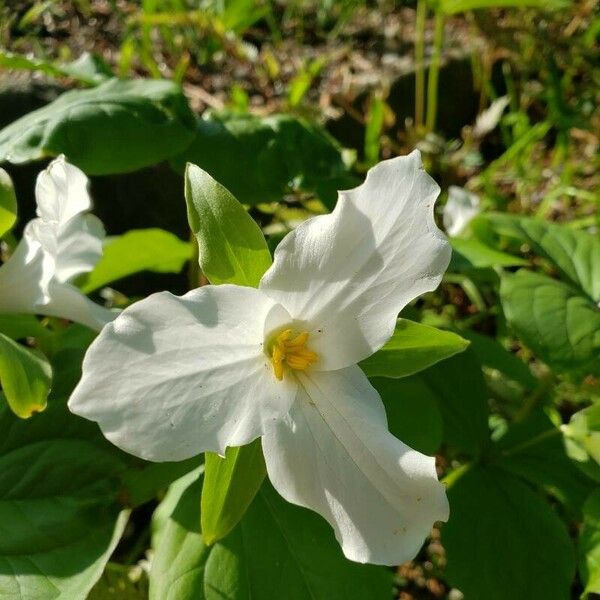 Trillium grandiflorum Floro