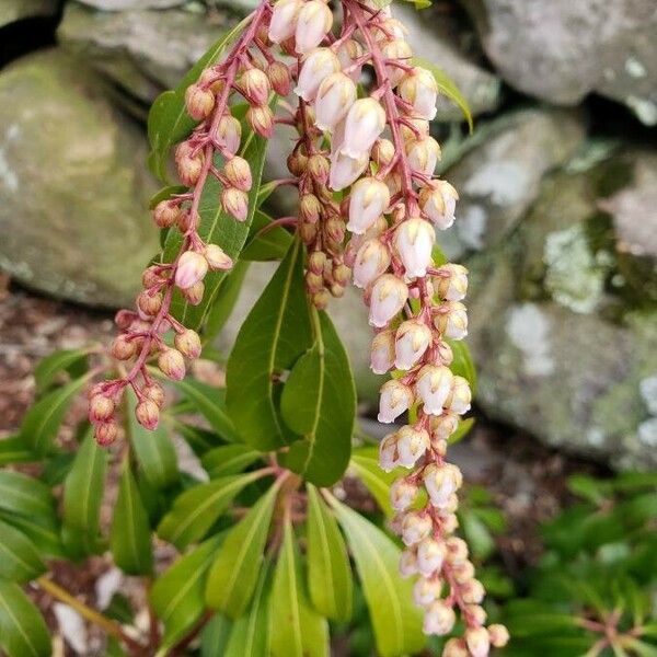 Pieris japonica ᱵᱟᱦᱟ