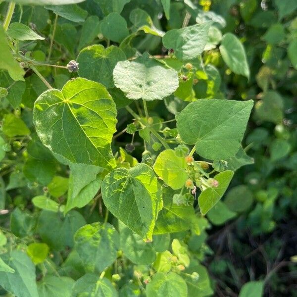 Abutilon trisulcatum Leaf