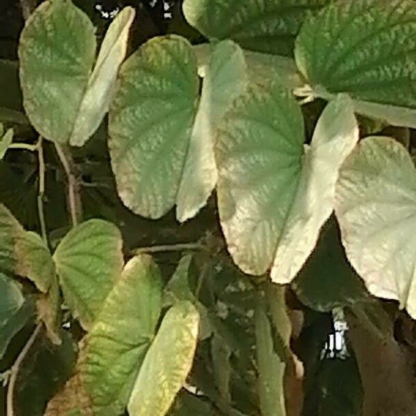 Bauhinia × blakeana Deilen