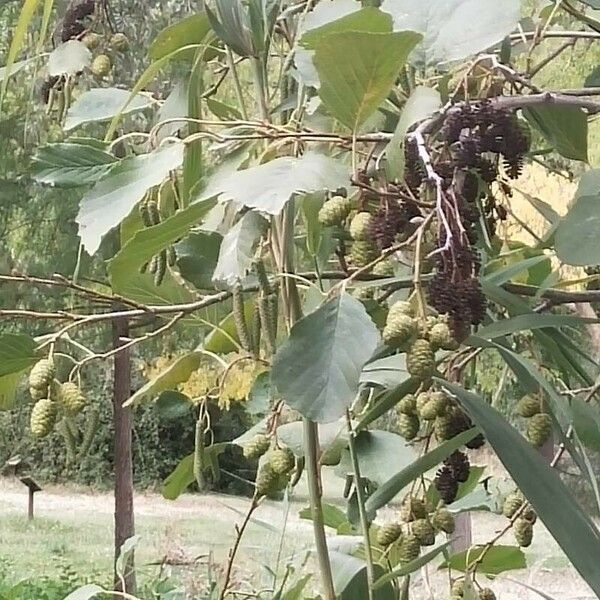 Alnus incana برگ