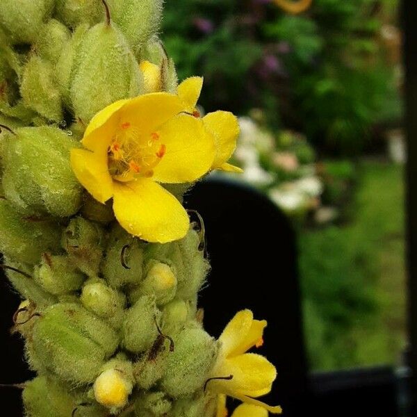 Verbascum thapsus Fleur