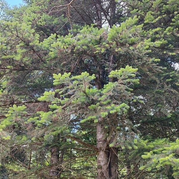 Abies cephalonica Habit