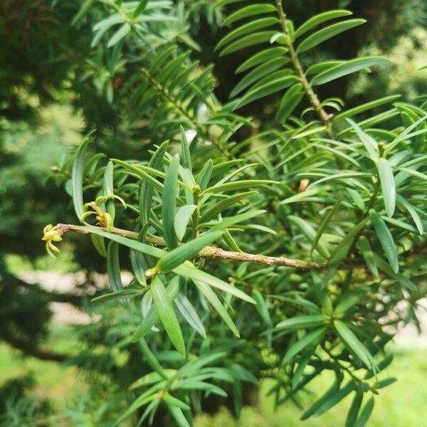 Podocarpus totara পাতা