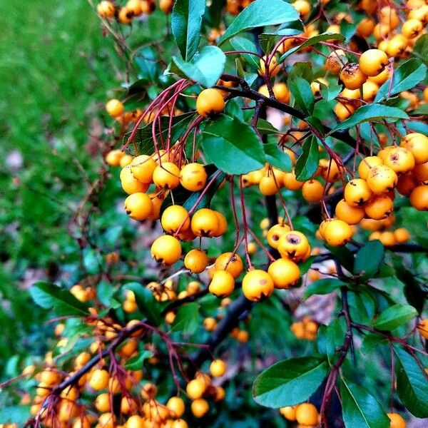 Pyracantha coccinea Fruchs