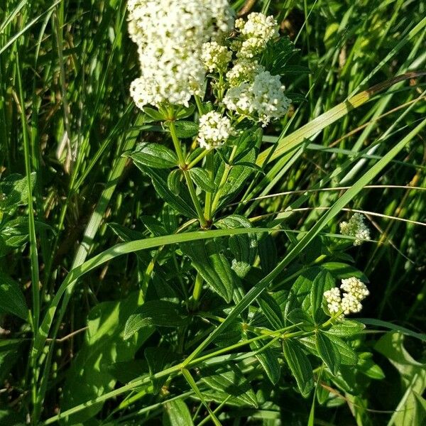 Galium rubioides Virág