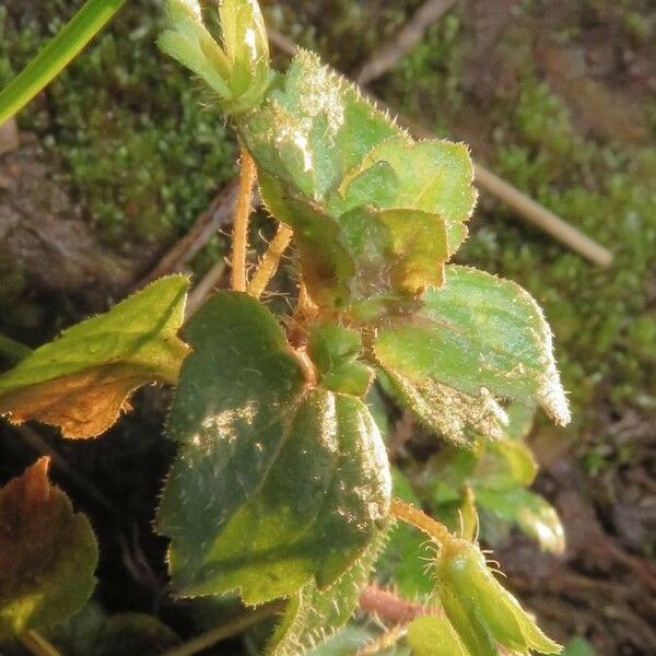 Anulocaulis annulatus Leaf