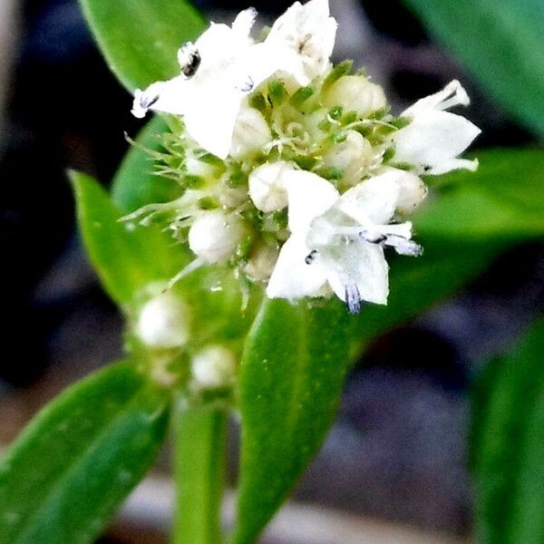 Spermacoce prostrata പുഷ്പം