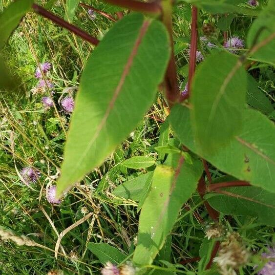 Apocynum cannabinum Leaf