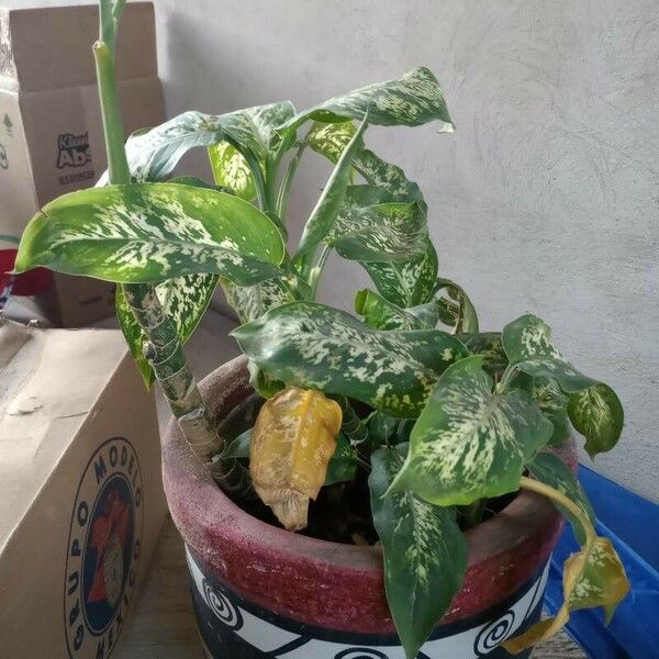 Dieffenbachia seguine Flower