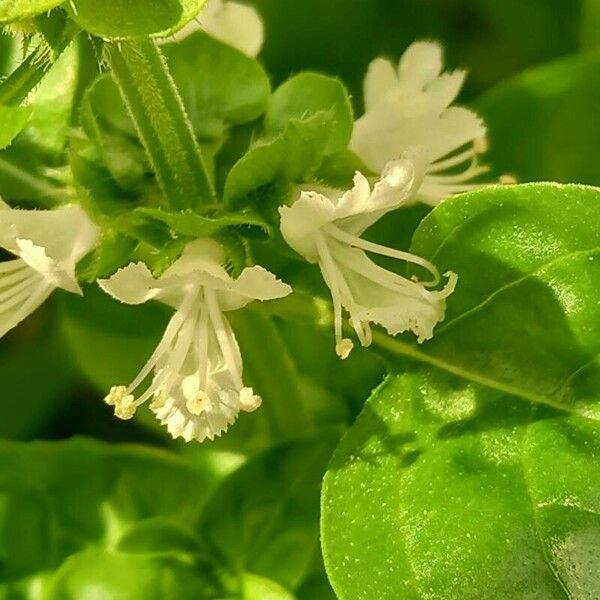 Ocimum basilicum Цвят