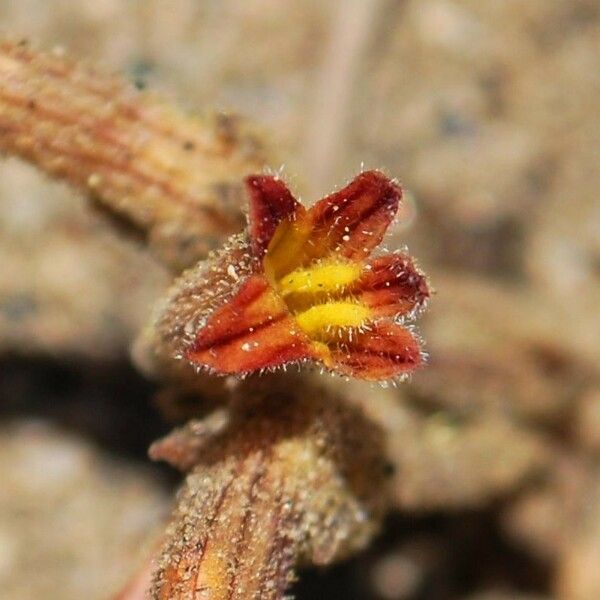 Orobanche fasciculata Flower