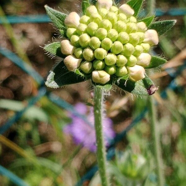 Knautia arvernensis Flor