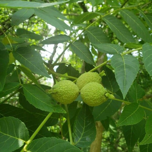 Juglans nigra Plod