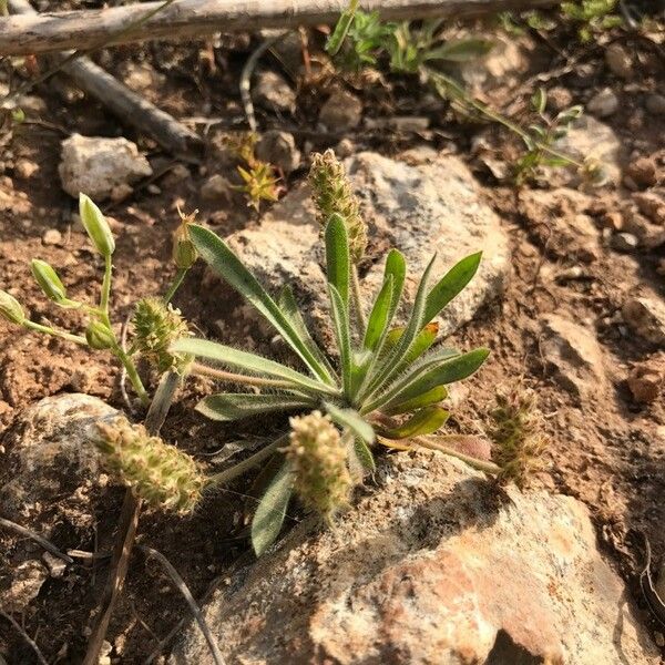 Plantago bellardii ফুল