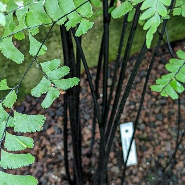 Adiantum polyphyllum 樹皮