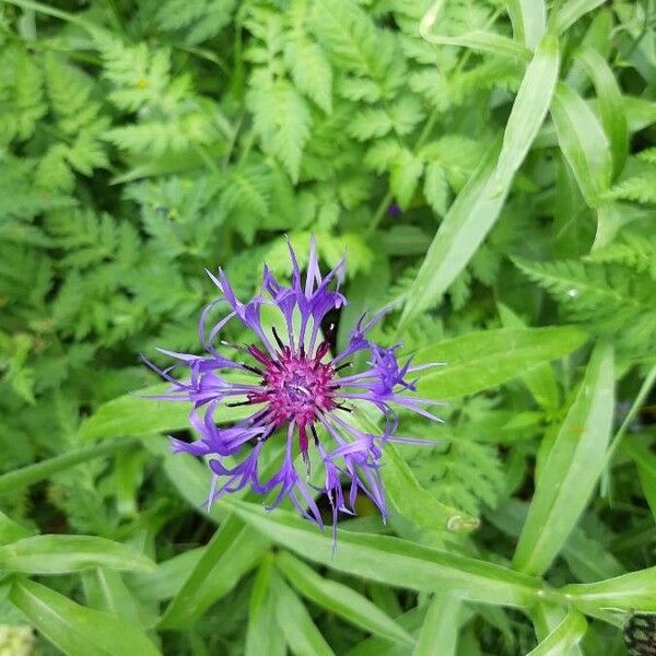 Cyanus montanus Flower