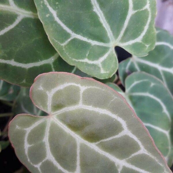 Anthurium crystallinum Blad