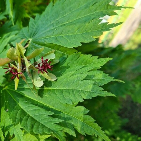 Acer circinatum Flower