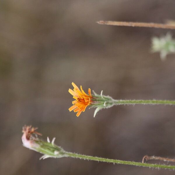 Agoseris aurantiaca Flower