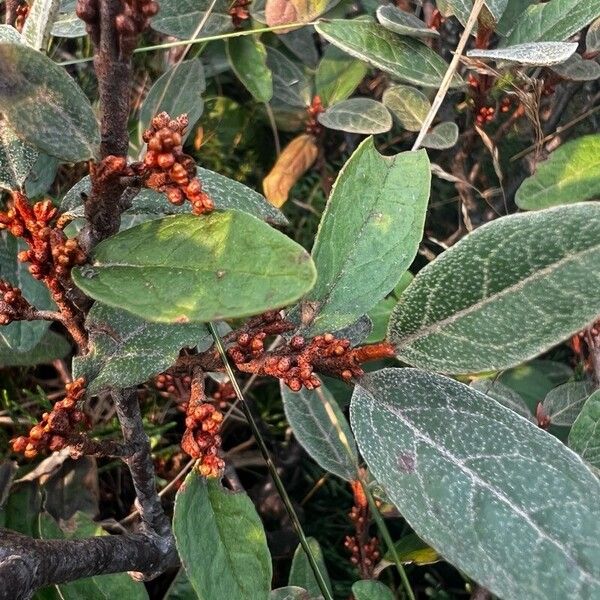 Shepherdia canadensis Leaf