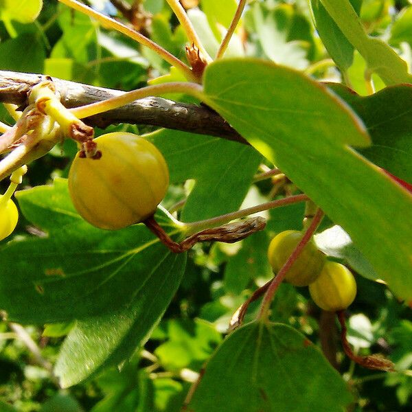 Ribes aureum Vili