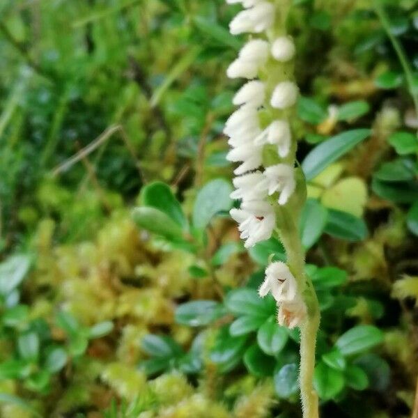 Goodyera repens 花