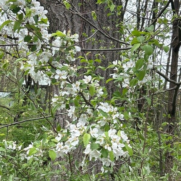 Malus coronaria Λουλούδι