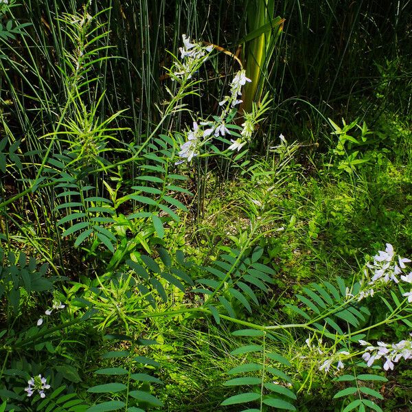 Galega officinalis फल