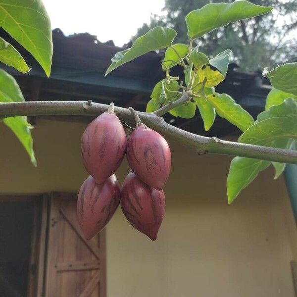 Solanum betaceum Meyve