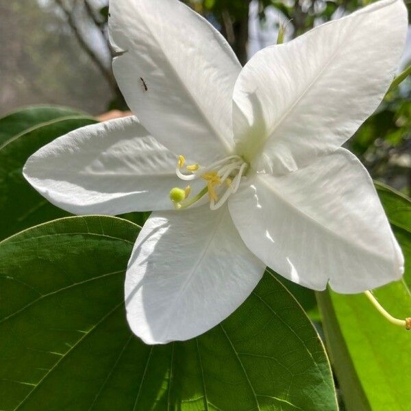 Bauhinia acuminata फूल