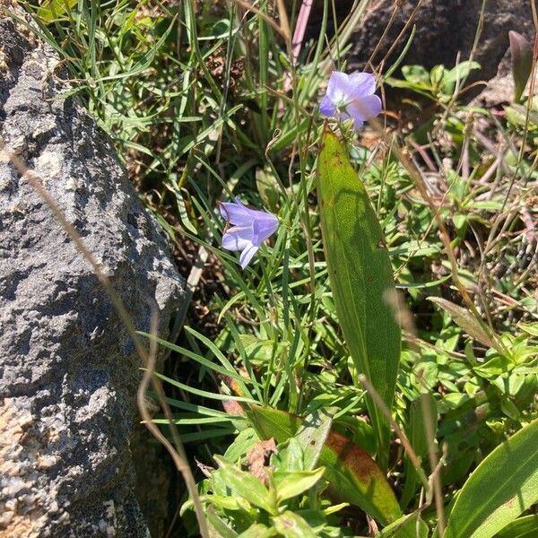 Campanula rotundifolia Flower