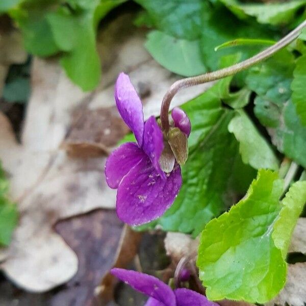 Viola odorata Blomst