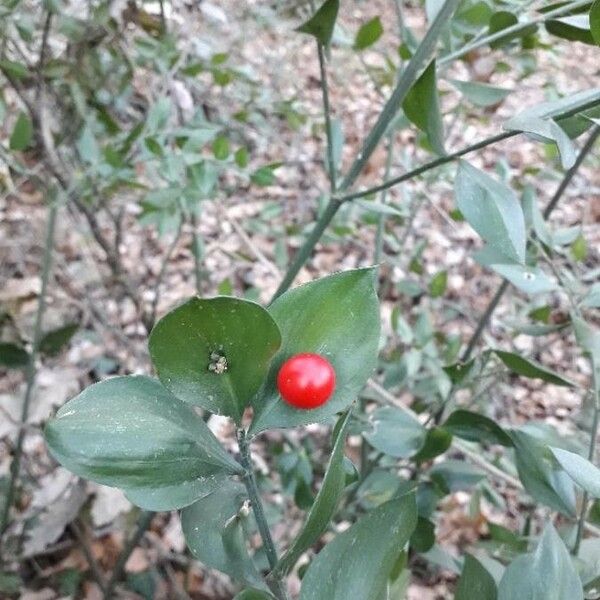 Ruscus aculeatus 果實