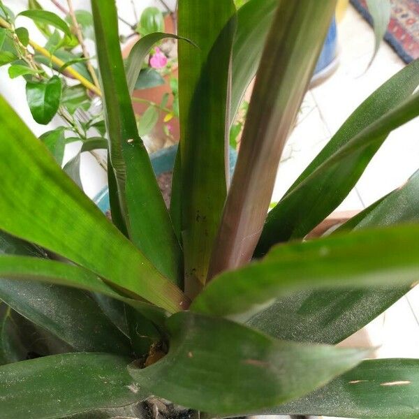 Guzmania monostachia 葉