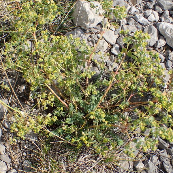 Euphorbia herniariifolia (Herniaria-leaf spurge)