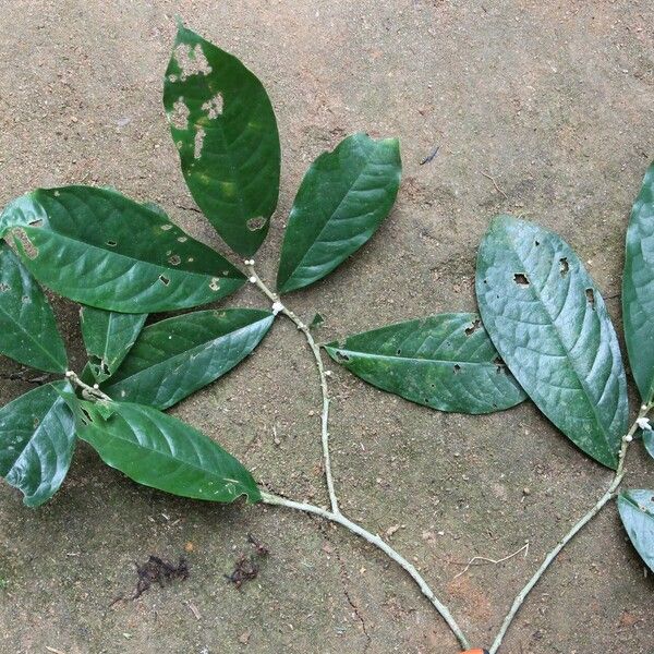 Octolepis casearia Habit