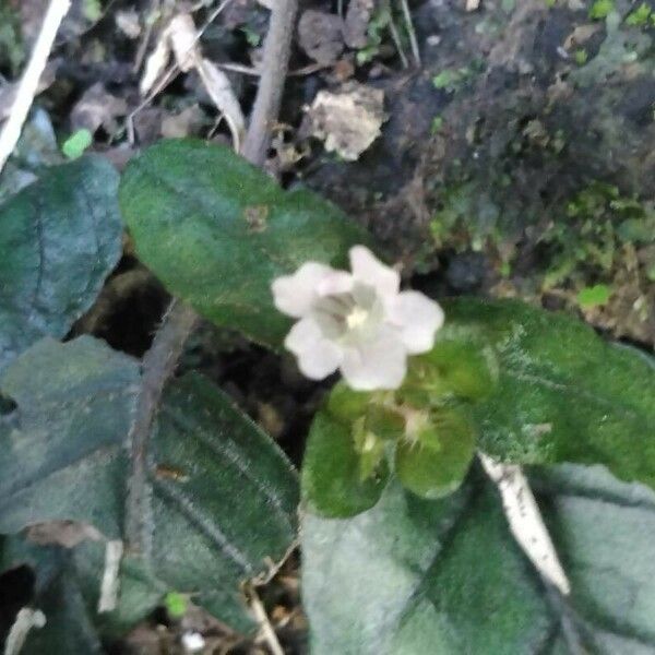 Strobilanthes reptans Bloem