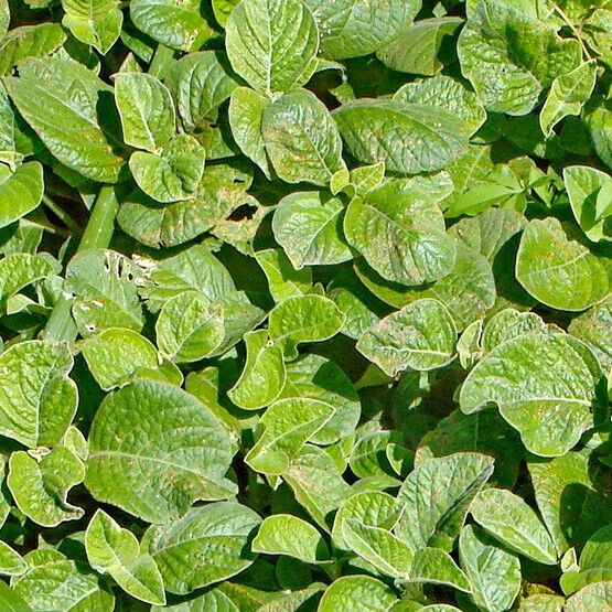 Achyranthes aspera Leaf