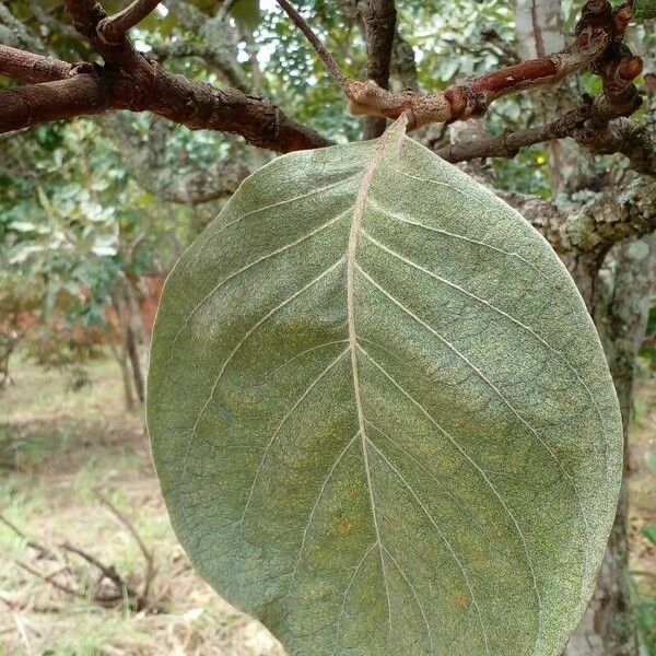 Byrsonima verbascifolia Fulla