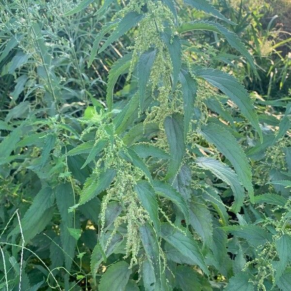 Urtica dioica Flower