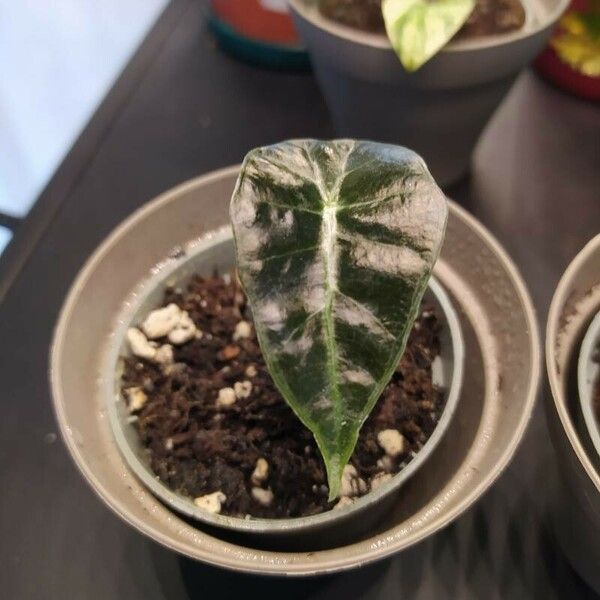 Alocasia sanderiana Leaf