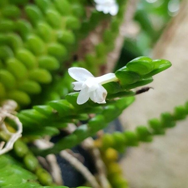 Angraecum distichum Кветка